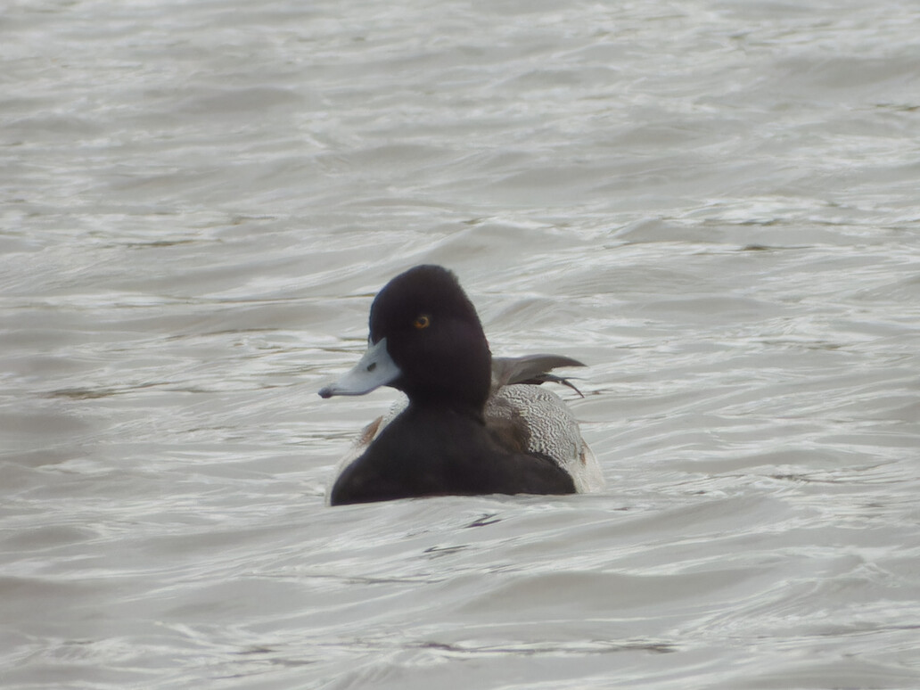 Photo of Lesser Scaup